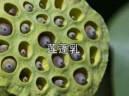 莲蓬乳是什么病,揭秘罕见皮肤蝇蛆病的症状与防治